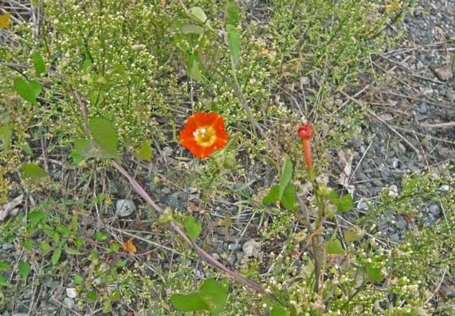 なんの花かはしらん