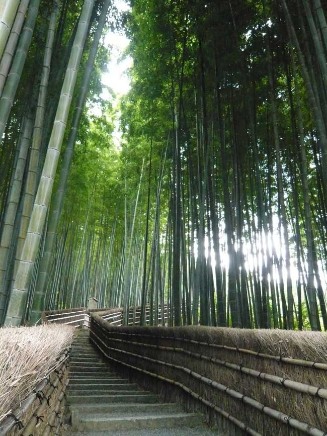 すげえー嵯峨野っぽい！