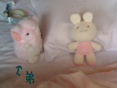 布団でお目覚めの管理人（ぬいぐるみ）と弟（ぬいぐるみ）