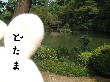兼六園を見る管理人（ぬいぐるみ）（後頭部）